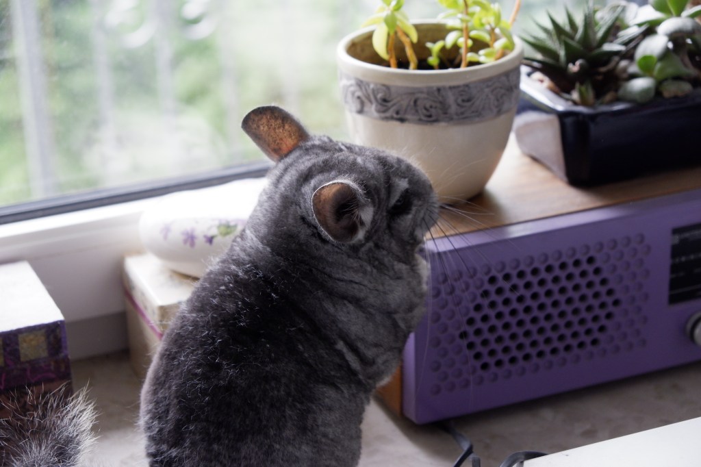 tequila chinchilla